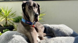 A Guide to Keeping Dogs Cool in the Summer