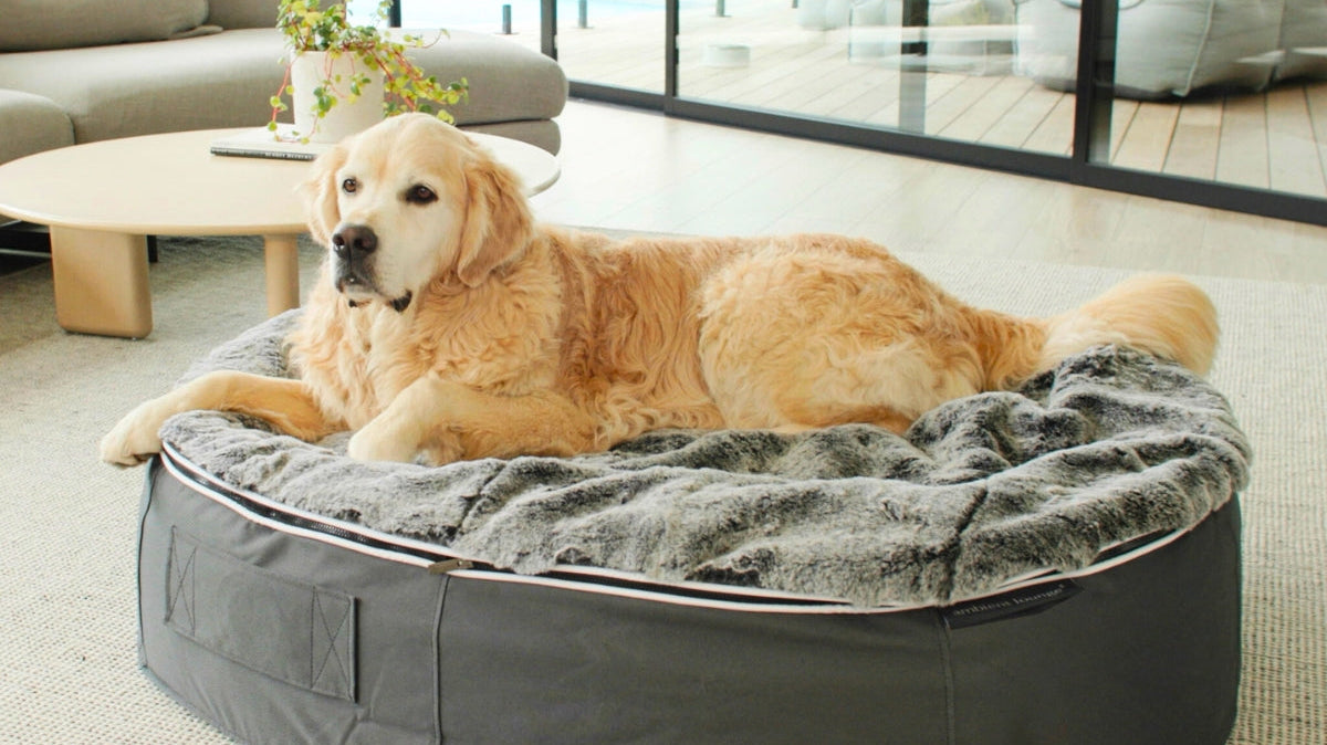 Why the Rebound Foam Dog Bed is a Game-Changer for You & Your Dog