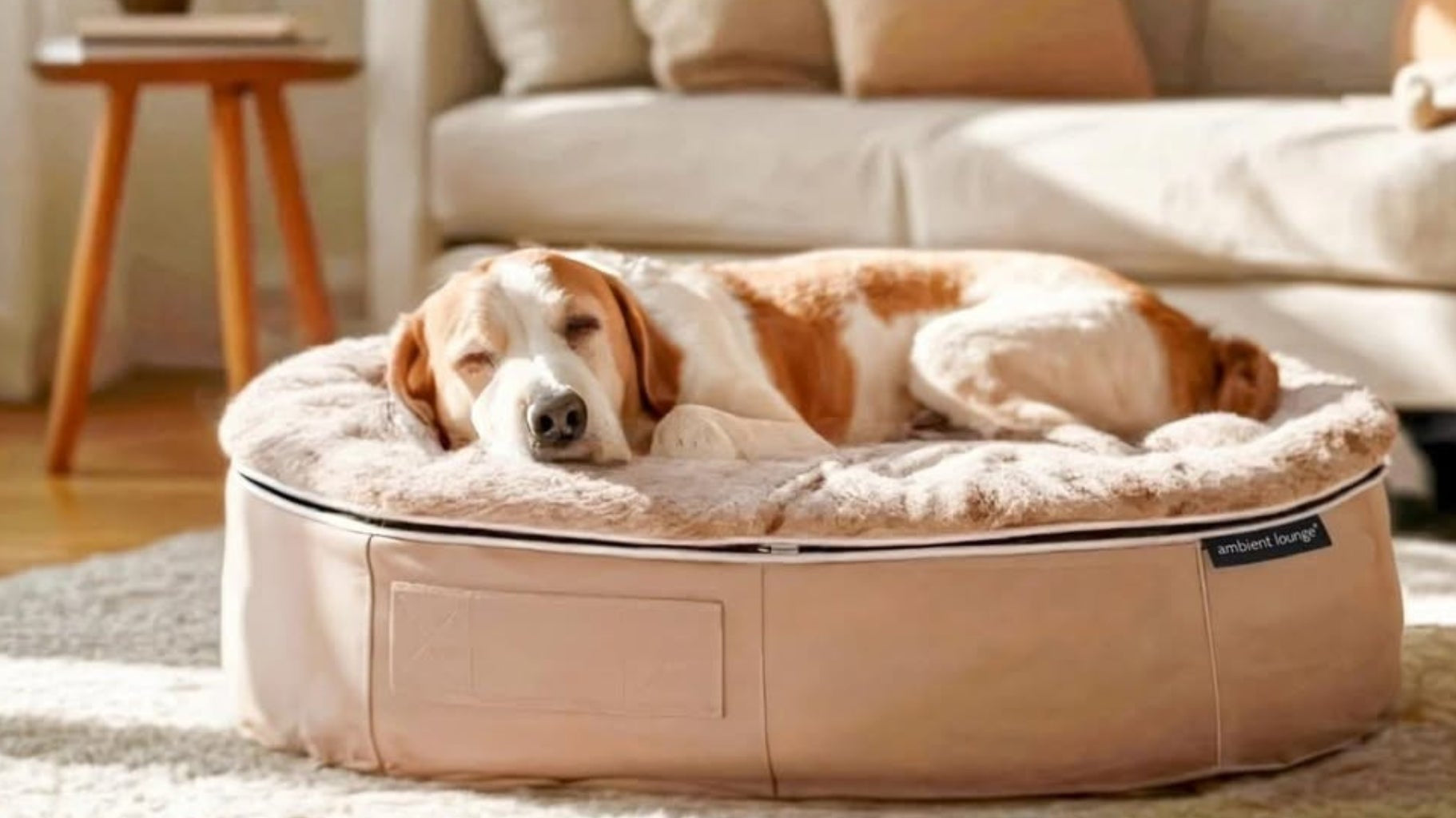What Do Dog Owners Really Care About When Choosing a Bed?