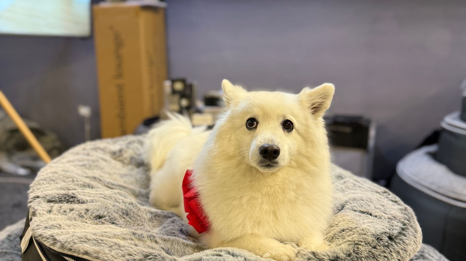 Find Ambient Lounge at the Dog Lovers Festival Melbourne – Booth E8!