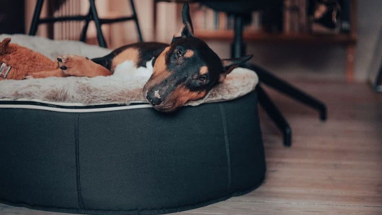 Understanding Your Dog's Body Language