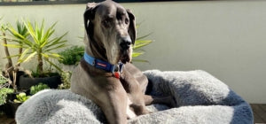 A Guide to Keeping Dogs Cool in the Summer