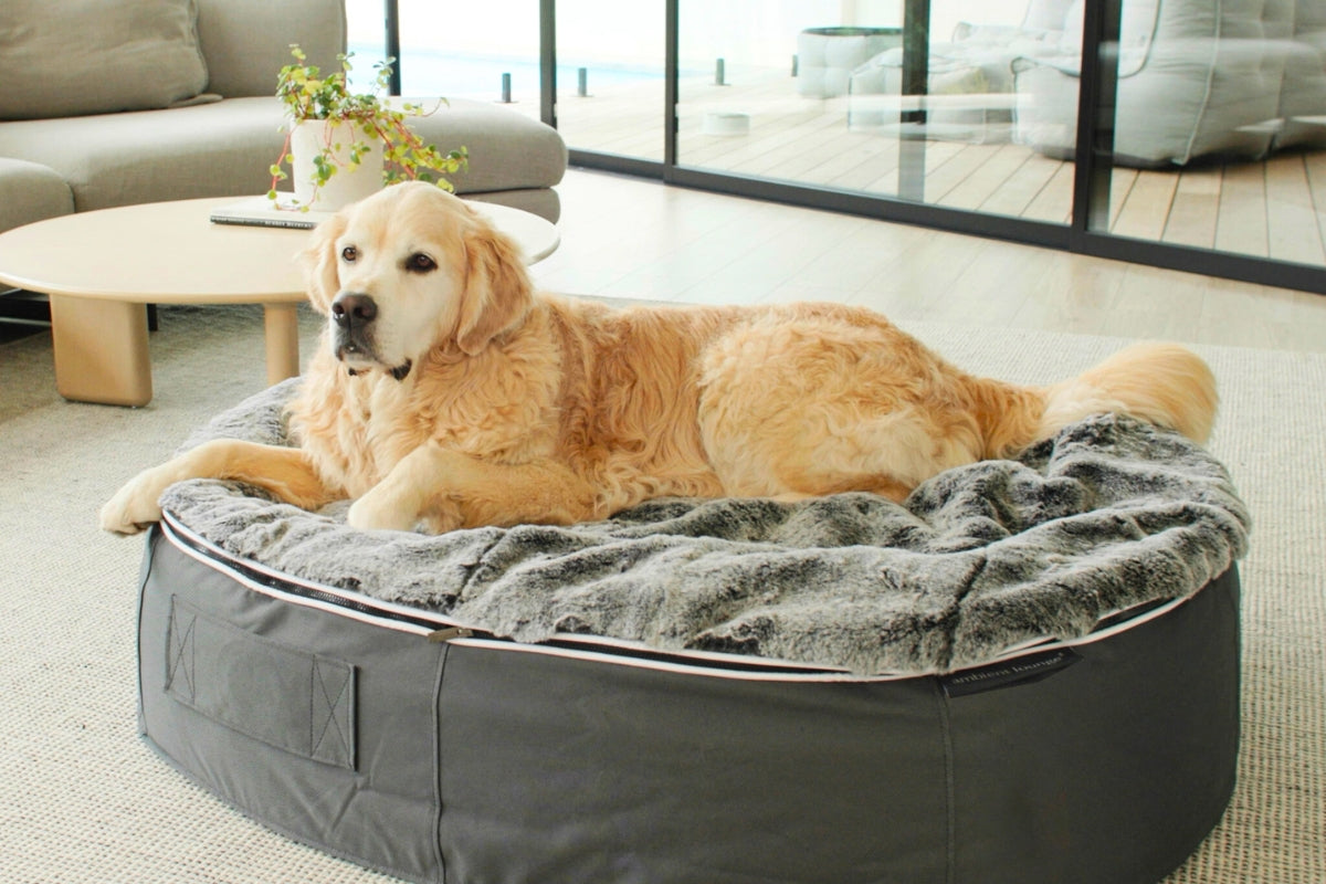 Why the Rebound Foam Dog Bed is a Game-Changer for You & Your Dog