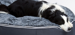 Picking the Right Dog Breed for You in Australia