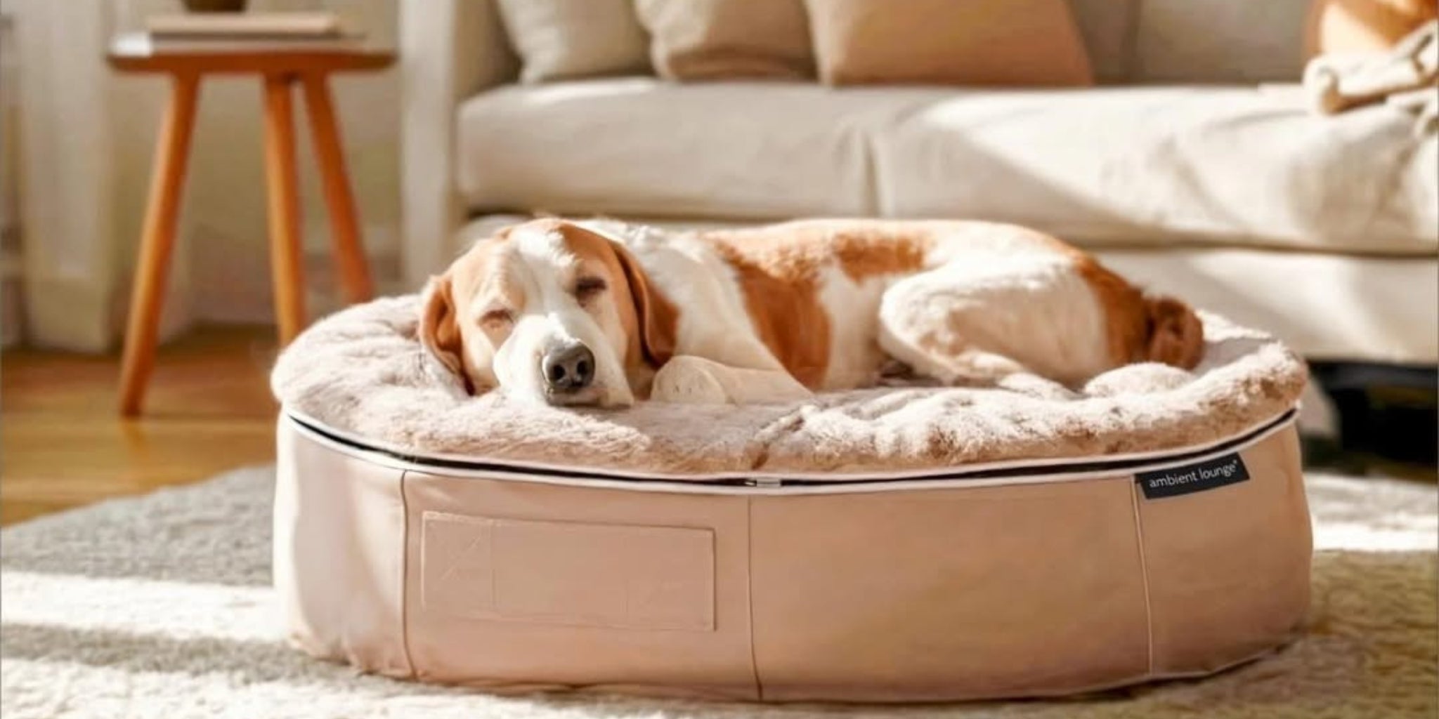 What Do Dog Owners Really Care About When Choosing a Bed?