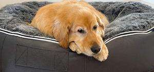 Top 10 Dog Breeds in Australia