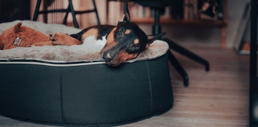 Understanding Your Dog's Body Language