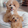 ambient-lounge_Rebound-Foam-Mattress-Dog-Bed-Medium_Cappuccino_02