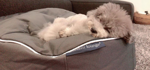 Poodle lying on grey dog bed