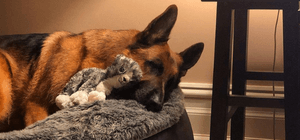 German Shepherd sleeping on dog bed