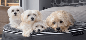 Four Maltese sitting together on dog bed