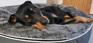 Rottweiler puppy lying on grey dog bed