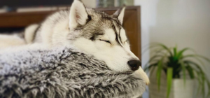 Siberian Husky sleeping on dog bed