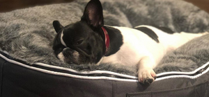 Sleepy french bull dog on grey dog bed