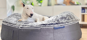 white bull terrier on Ambient Lounge grey dog bed