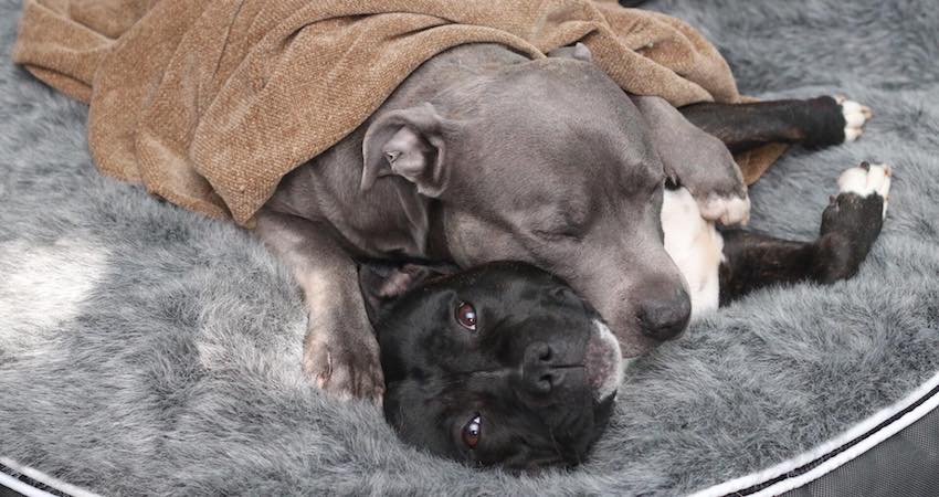 dog beds to snuggle during the crisis by ambient lounge