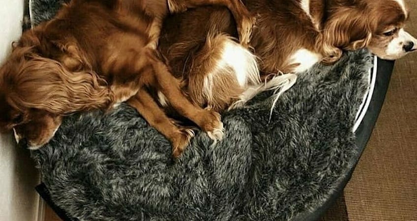 King Charles Spaniels cuddle up on an ambient lounge luxury dog bed