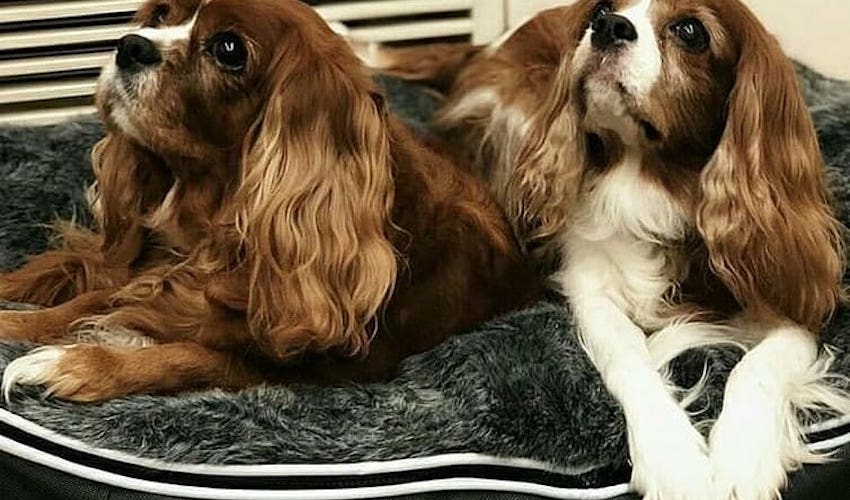 King Charles Spaniels laze in comfort on a medium ambient lounge luxury dog bed