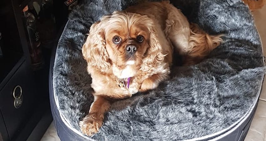 is there anything cuter than a king charles spaniel on an ambient lounge dog bed?