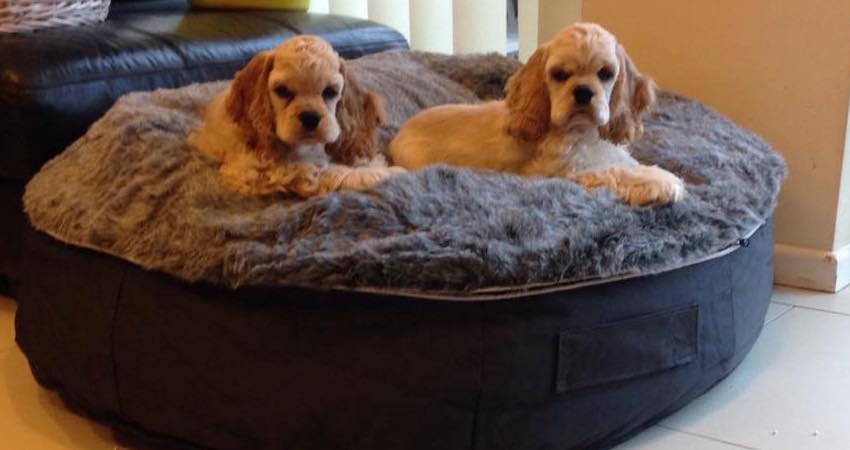 King Charles Spaniel pups on an ambient lounge medium sized dog bed