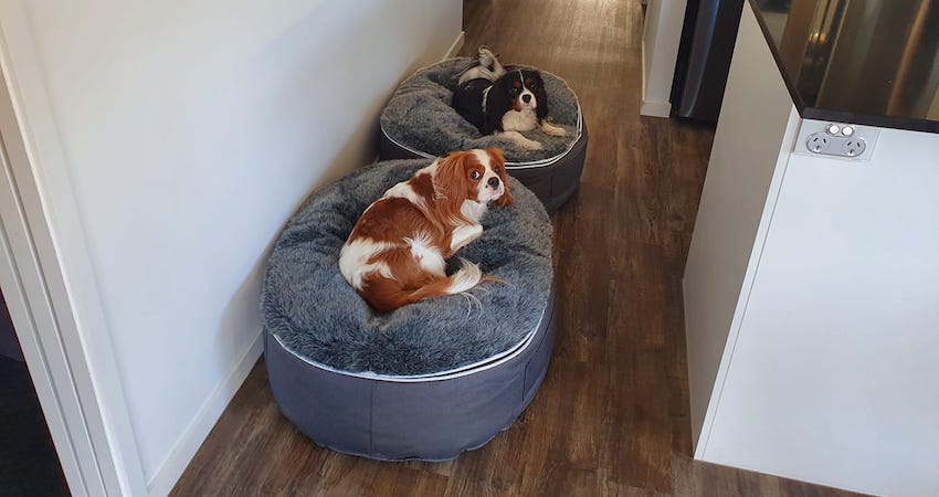 ambient lounge pet beds in a hallway with king charles spaniels enjoying rest