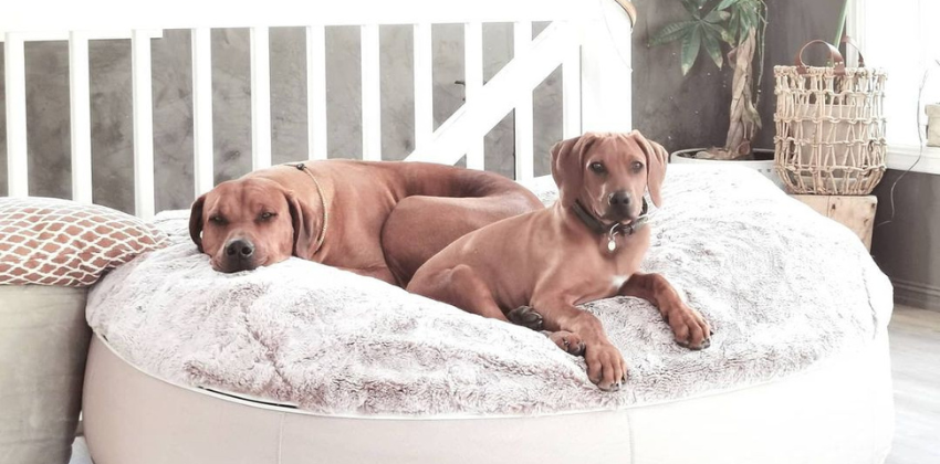 DOGS CHILLING ON AN AMBIENT LOUNGE LUXURY PET BED
