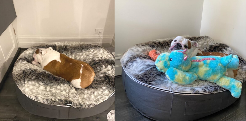Bulldog and Bunnies on Ambient Lounge Dog Beds