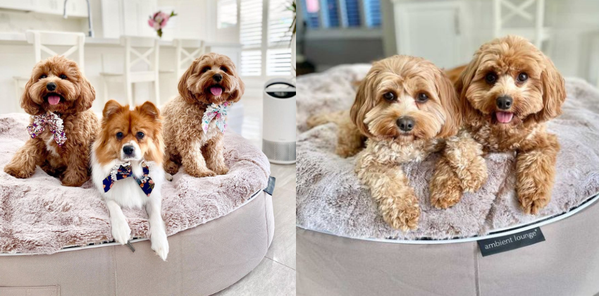 Cavoodle Sisters on Ambient Lounge Dog Beds