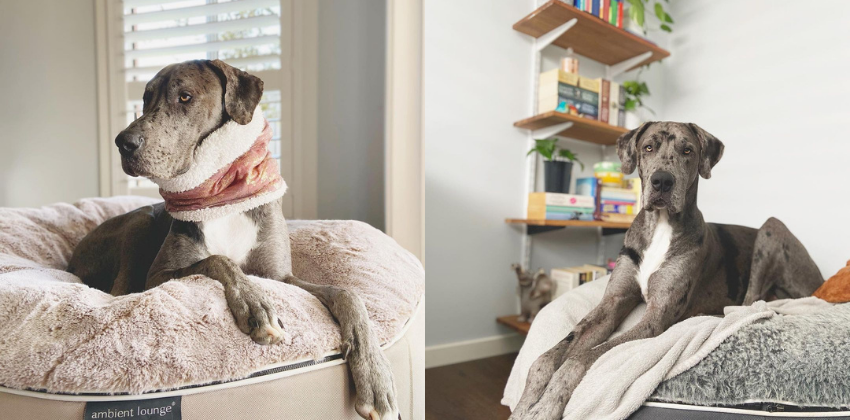 Graceful Danes on Ambient Lounge Dog Beds