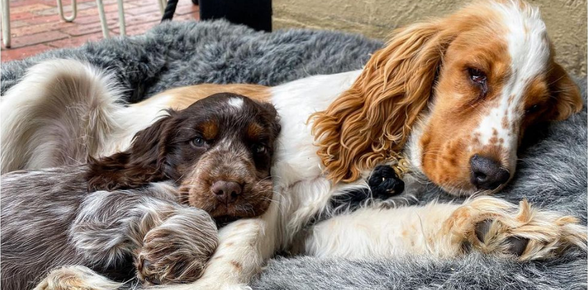 Two cocker spaniels lying on grey dog bed
