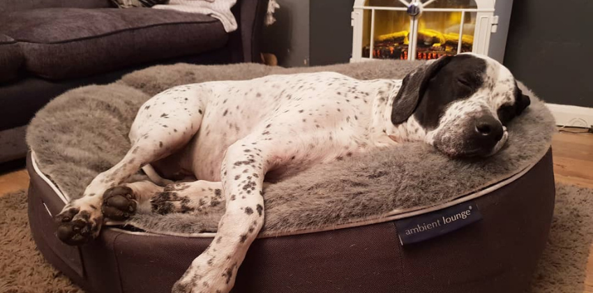 Dog lying on grey dog bed