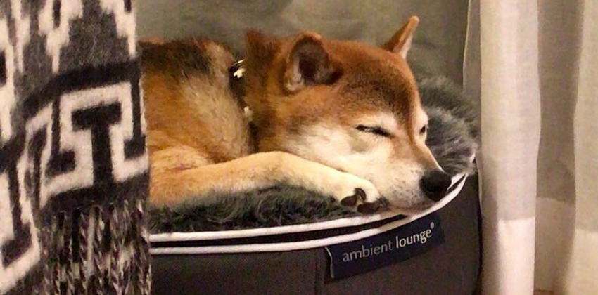 Shiba Inu lying on grey dog bed