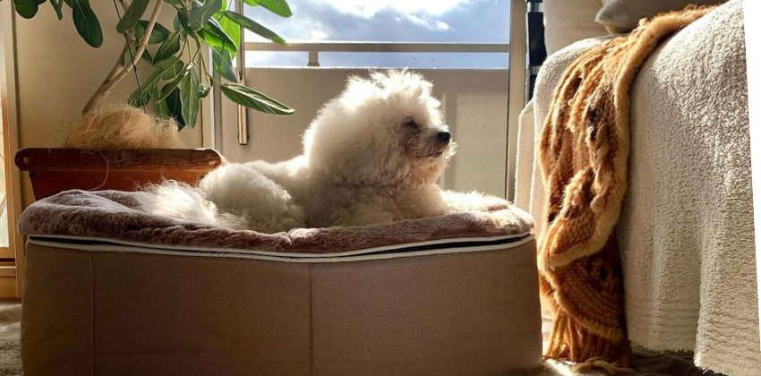 Bichon Frise sitting on cappucino dog bed