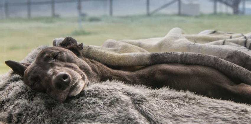 Greyhound lying on grey dog bed