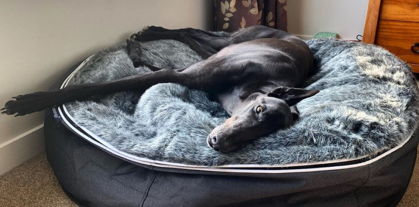 Greyhound lying on grey dog bed