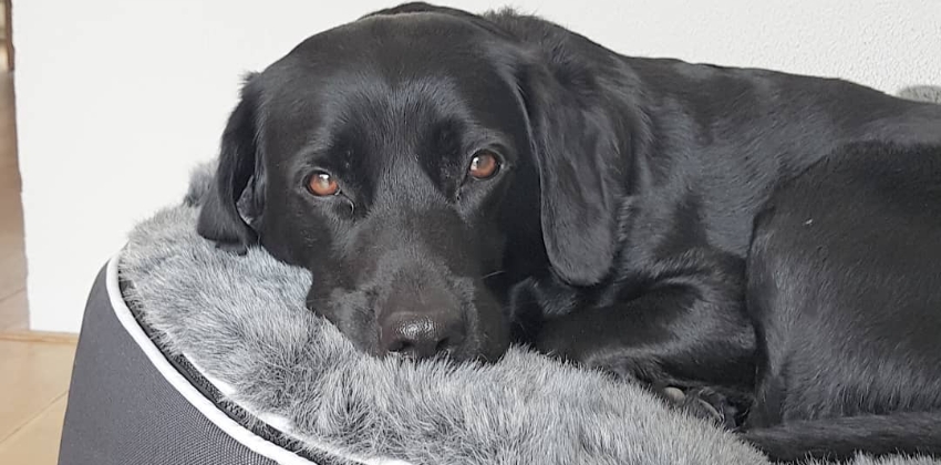 Labrador on a Large Dog Bed