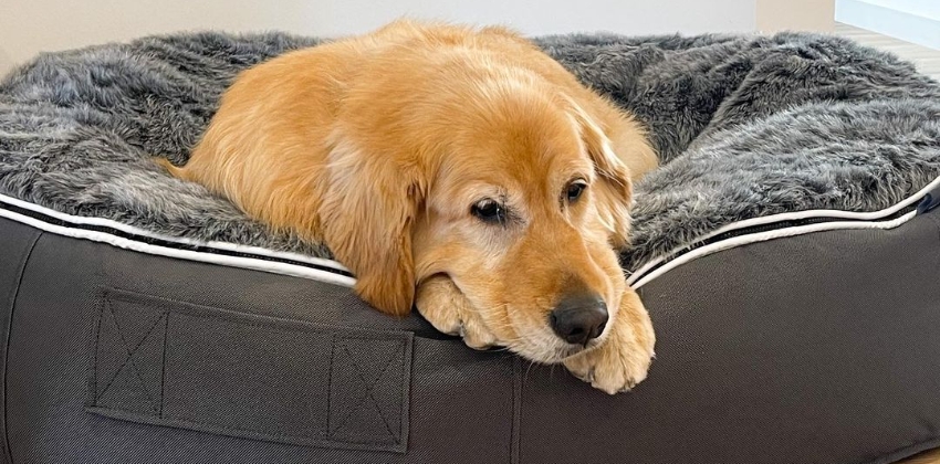 Golden Retriever on a Large Dog Bed