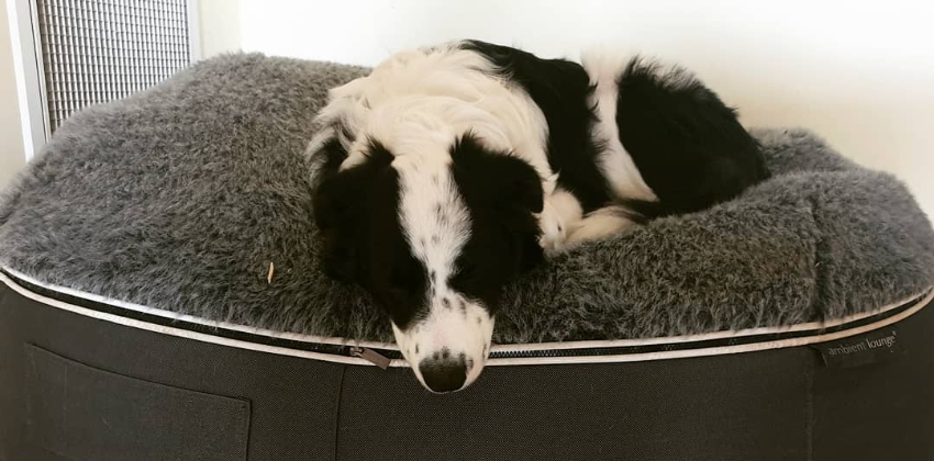 Border Collie on a Large Dog Bed 