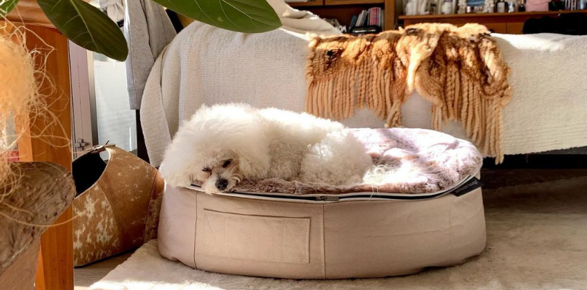 Bichon Frise lying on cappuccino dog bed
