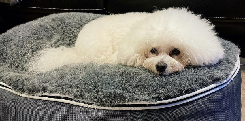 Bichon Frise lying on grey dog bed