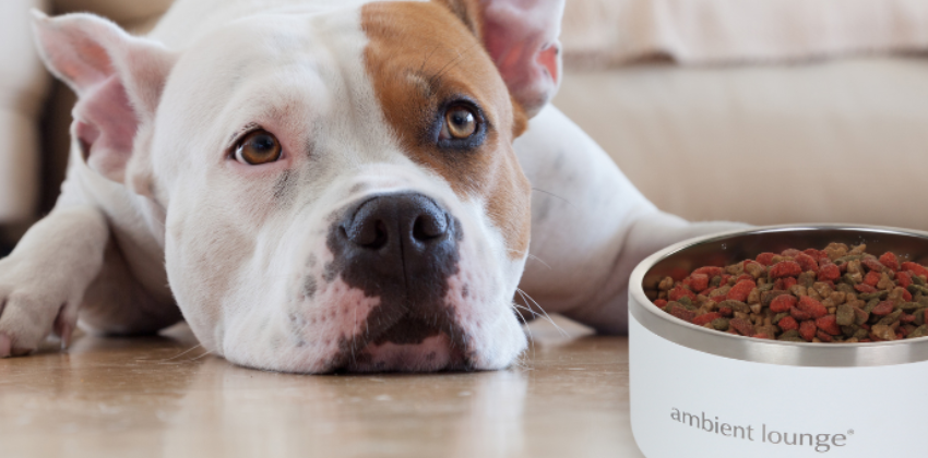 dog and the Ambient lounge Stainless steel food and water dog bowl