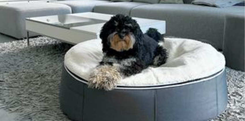 dog lying on an Ambient lounge luxury dog bed in organic cotton