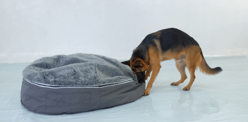 German Shepherd biting dog bed