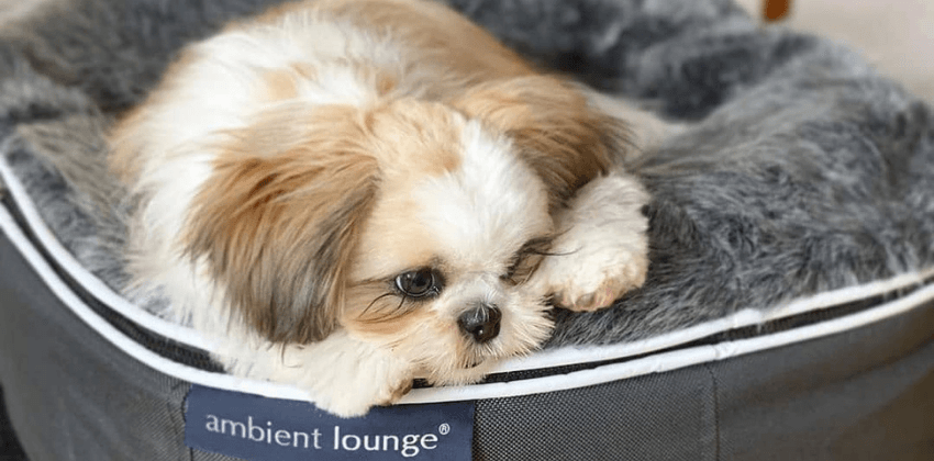 White Maltese dog lying on Ambient lounge luxury dog bed                                                   