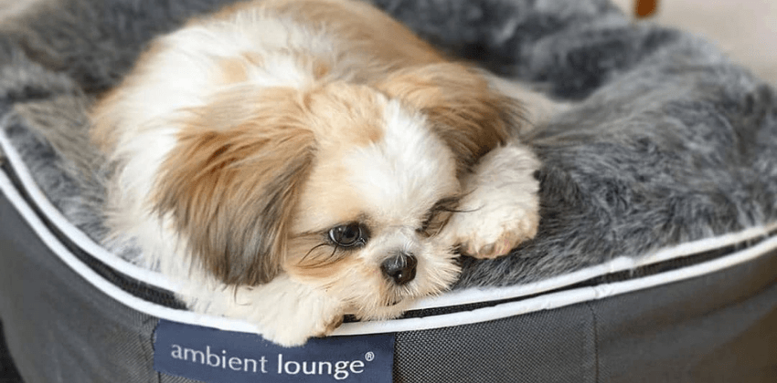 White Maltese dog lying on Ambient lounge luxury dog bed bed                                                   