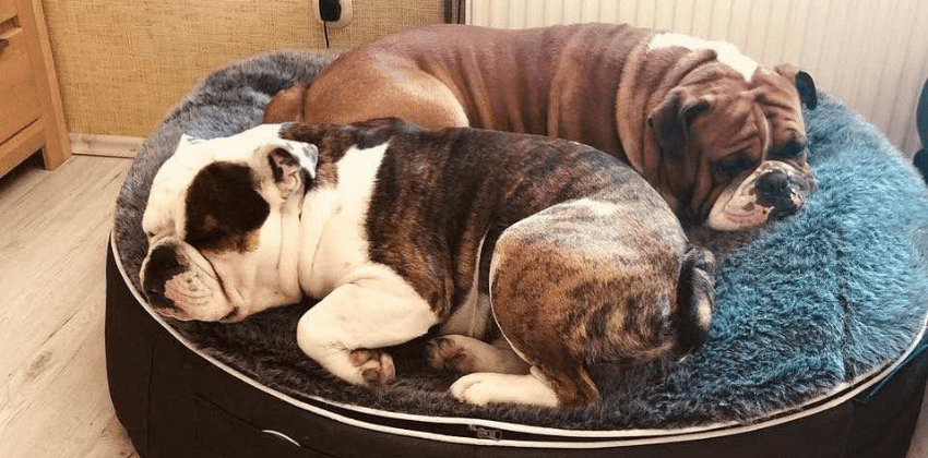 Bulldogs sleeping on Ambient lounge luxury dog beds