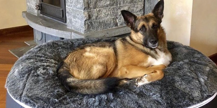 dog lying on an ambient lounge luxury pet bed