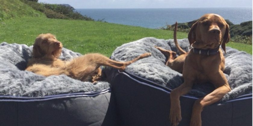 dogs lying on an ambient lounge pet bed 