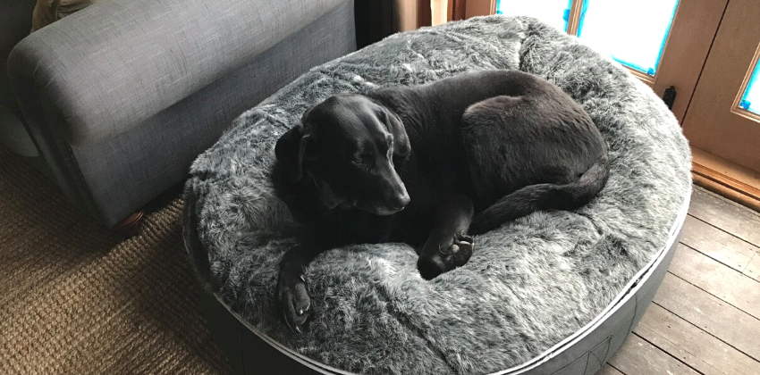 dog lying on an Ambient lounge luxury pet bed