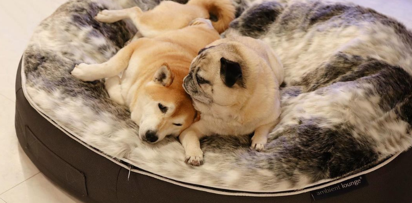 dogs on an Ambient lounge luxury pet bed 